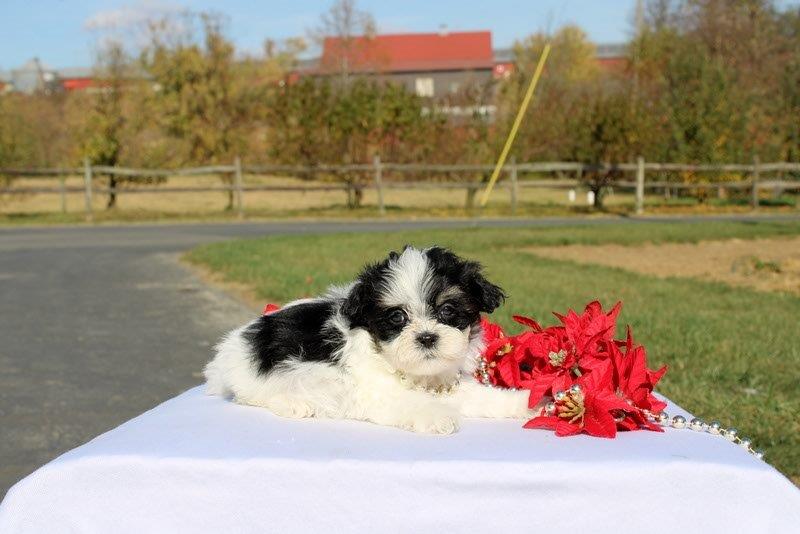 puppy, for, sale, Mal - Shi, Matthew B. Stoltzfus, dog, breeder, Gap, PA, dog-breeder, puppy-for-sale, forsale, nearby, find, puppyfind, locator, puppylocator, aca